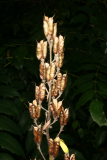Aconitum napellus RCP8-2013 030.JPG